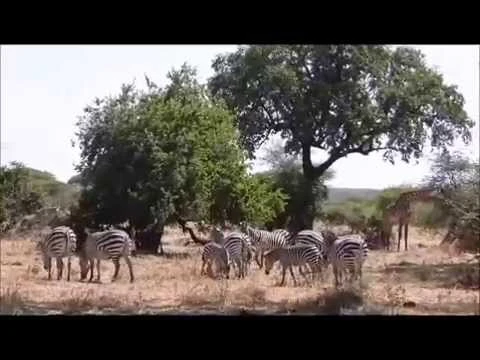 UCm3vfaGRYI